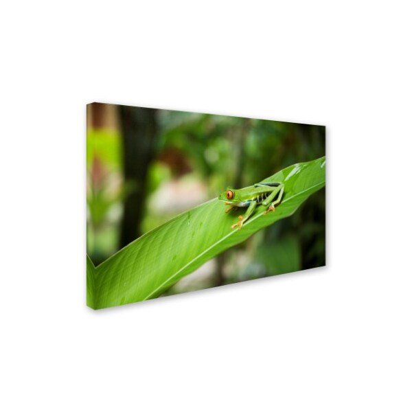 Robert Harding Picture Library 'Green Frog' Canvas Art,30x47